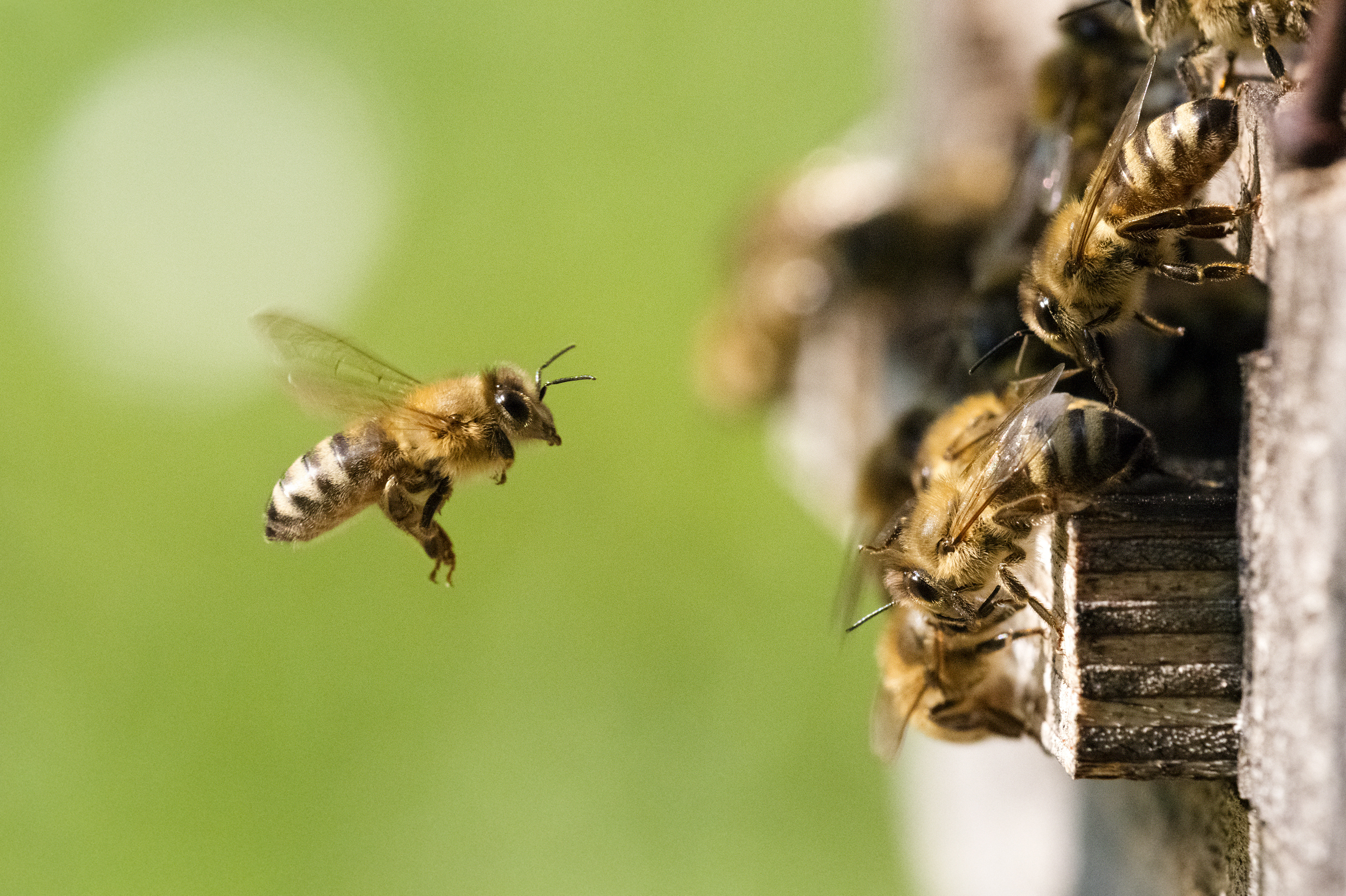 Bienen landen im Eingang eines Bienenstocks